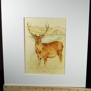 Original watercolour, 'Study of a Stag', Circa 1980's, Artist Unknown image 3