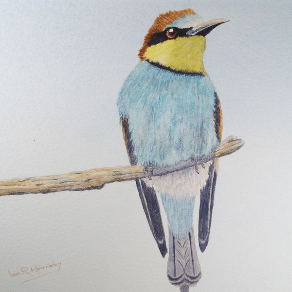 Original watercolour, 'Bee Eater', Circa 1980's, Ian R Hornsby