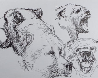 Original Pen & Ink,  'Bear Study', Circa 1990's , John Williams (20th Century British)