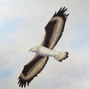 May include: Watercolor painting of a brown and white hawk in flight against a light blue sky. The hawk's wings are spread wide, and its talons are extended. The painting is signed "Ian Ridler" in the lower right corner.