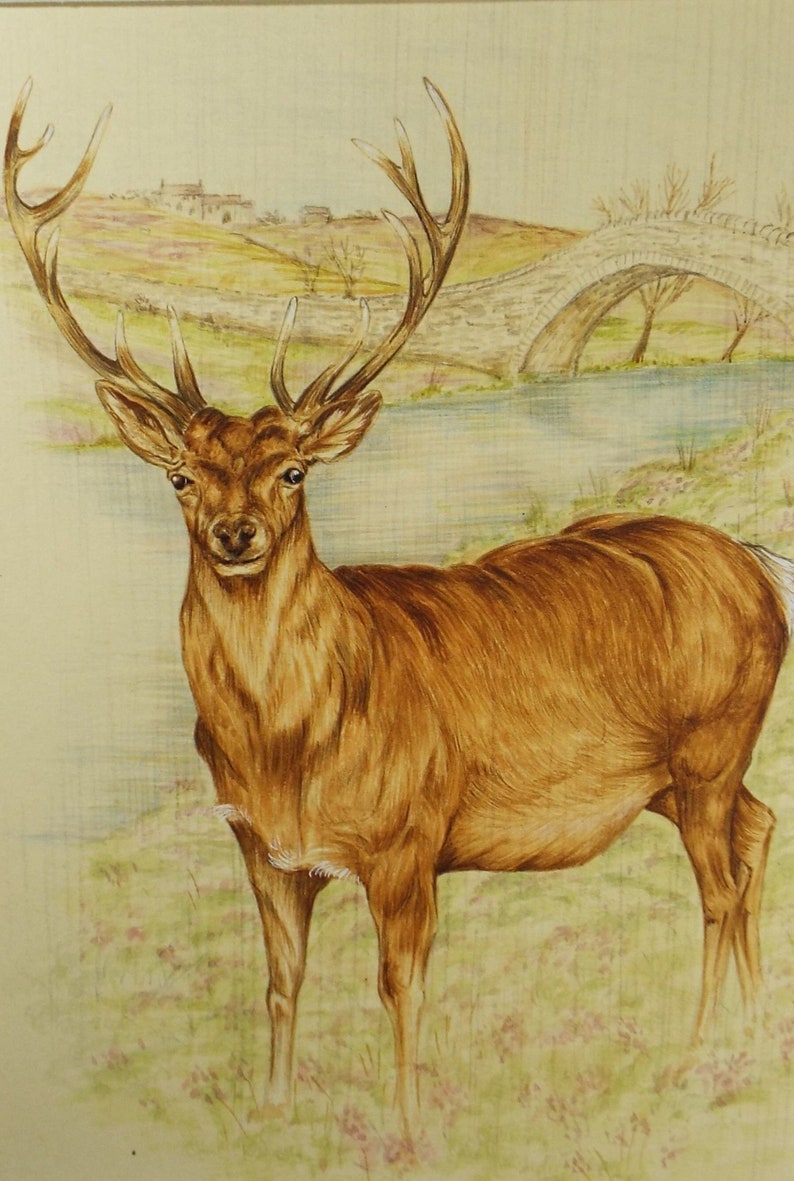 Original watercolour, 'Study of a Stag', Circa 1980's, Artist Unknown image 1