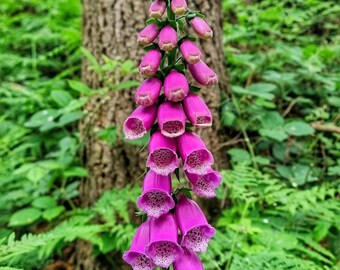 Foxgloves seeds x100