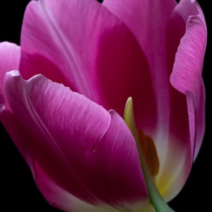 Whispering Bloom · Fine Art Blumenfotografie · Rosa Tulpen Wandkunst · Botanischer Druck · Romantisches Blumendekor · Geschenk für Kunstliebhaber