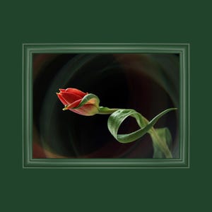 Decorazione murale con tulipano rosso – Stampa artistica floreale – Poster giclée botanico – Foto d'archivio di fiori – Regalo per anniversario o capo – 50 x 70 cm