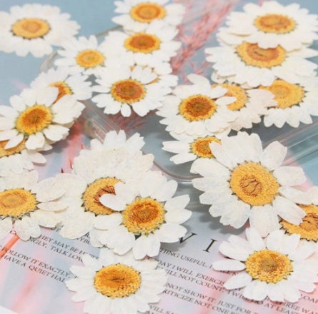 100 PCS Pressed White Daisies Real Dried Flowers Daisy Pressed - Etsy  Australia
