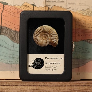 Perisphinctes Ammonite, Real Fossil - Jurassic Period - 174.1 to 145 MYA - Madagascar