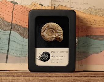 Perisphinctes Ammonite, Real Fossil - Jurassic Period - 174.1 to 145 MYA - Madagascar