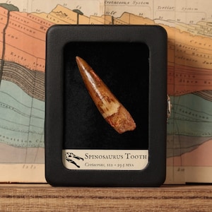 Real Spinosaurus Tooth in Display, Cretaceous Dinosaur, 112 to 93.5 million years old
