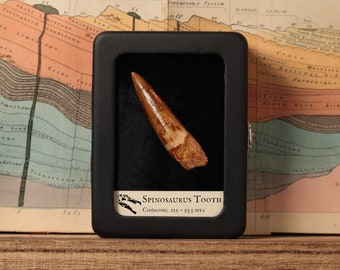 Real Spinosaurus Tooth in Display, Cretaceous Dinosaur, 112 to 93.5 million years old