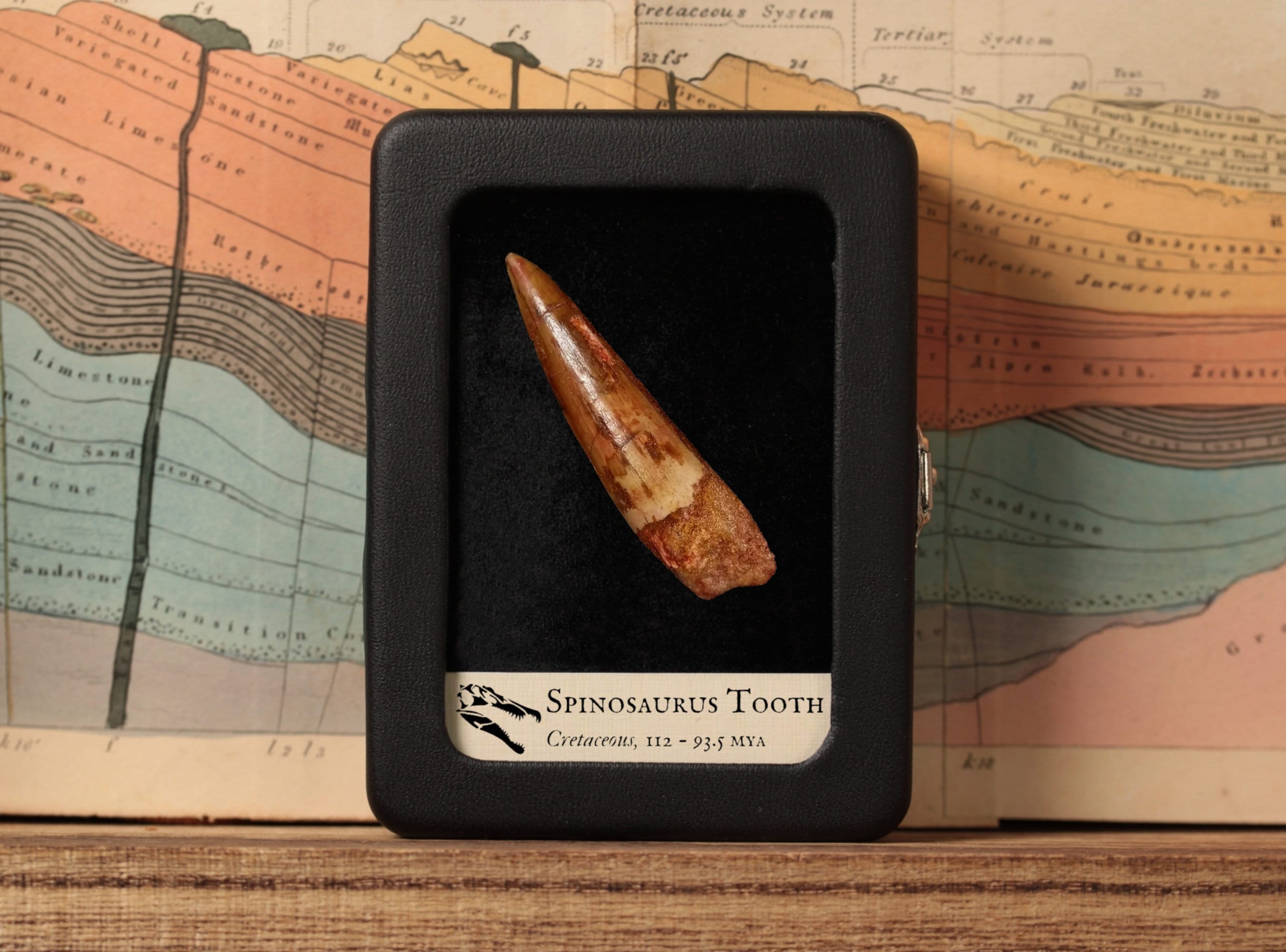 Vraie Dent De Dinosaure Spinosaure – Fossile Avec Coffret En Bois – Carte D'info Incluse – Collection éducative