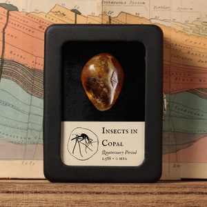 May include: A display case with a copal specimen containing an insect. The amber-colored copal is set against a black background. The case has a label that reads "Insects in Copal, Quaternary Period, 2.588 - 0 MYA". The background features a vintage geological map.