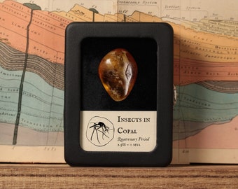 Peut inclure: Un présentoir avec un spécimen de copal contenant un insecte. Le copal de couleur ambre est placé sur un fond noir. Le boîtier porte l'inscription "Insects in Copal, Quaternary Period, 2.588 - 0 MYA". Une carte géologique vintage est en arrière-plan.