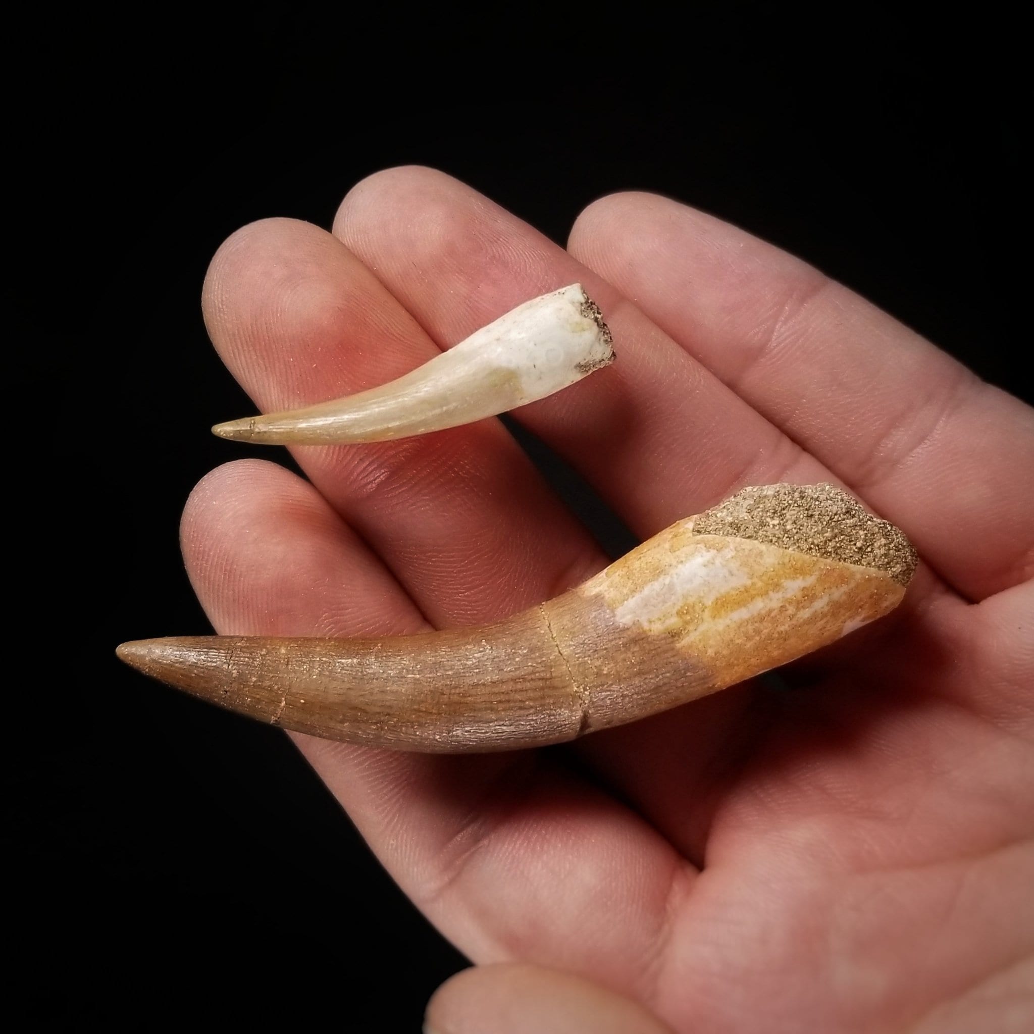 プレシオサウルスの歯、実物化石 - 白亜紀 - 1億500万年前から6600万年