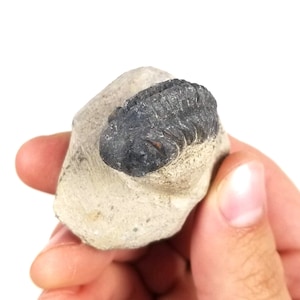 May include: A fossilized trilobite, a prehistoric marine arthropod, embedded in a light gray rock. The trilobite is black and has a segmented exoskeleton.