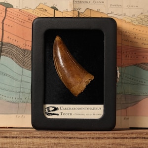 Carcharodontosaurus Tooth in Display, Real Fossil, Cretaceous Dinosaur, 100.5 to 66 million years old