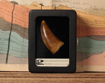 Carcharodontosaurus Tooth in Display, Real Fossil, Cretaceous Dinosaur, 100.5 to 66 million years old