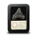 Real Megalodon Tooth, Small (1 to 2') - Miocene Epoch - 23 to 3.6 MYA - South Carolina, USA