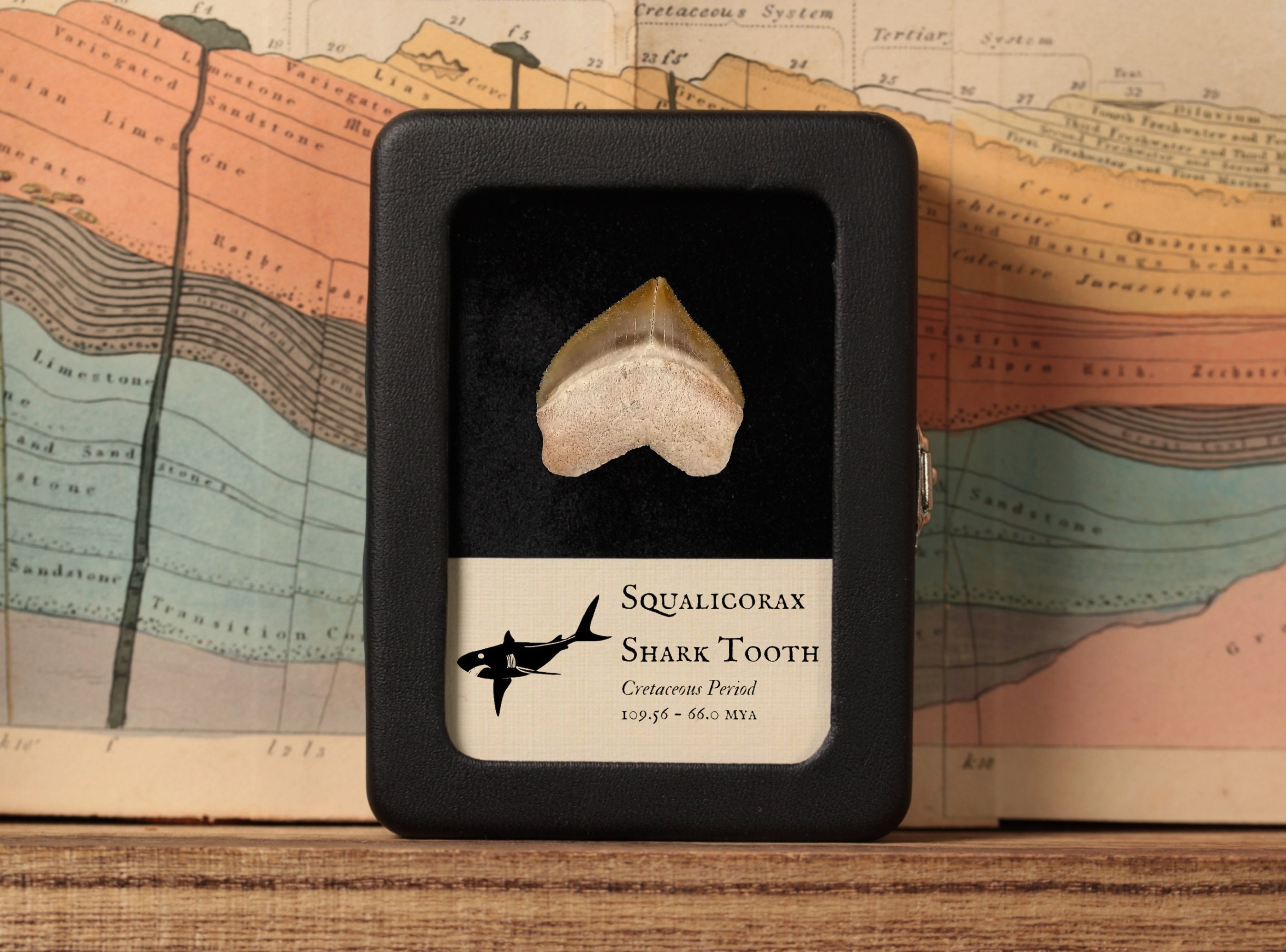 Squalicorax Shark Tooth, Real Fossil - Cretaceous Period - 109.56