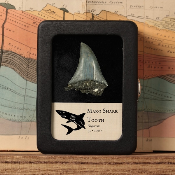 Fossile géant de dent de requin mako - Période oligocène - 31 à 1 MYA - États-Unis