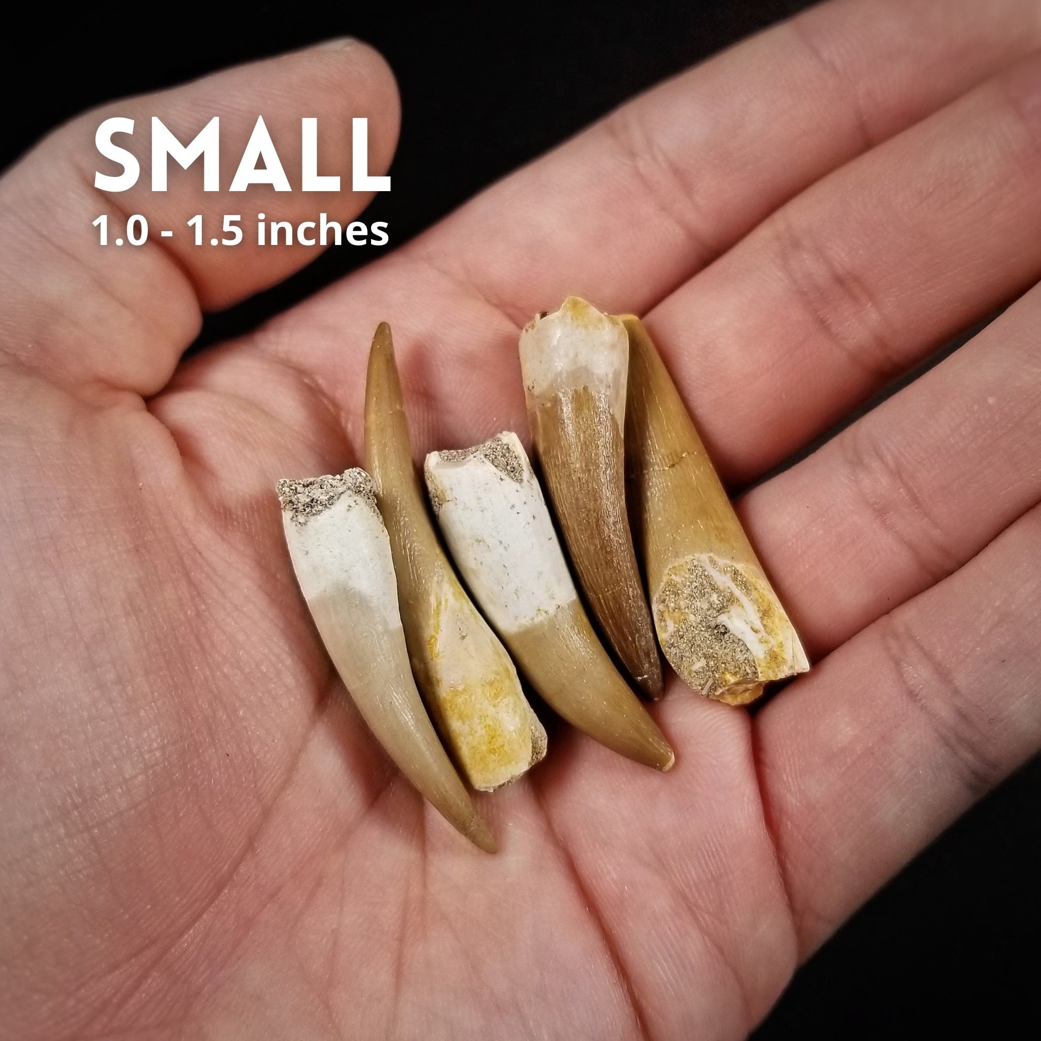 プレシオサウルスの歯、実物化石 - 白亜紀 - 1億500万年前から6600万年
