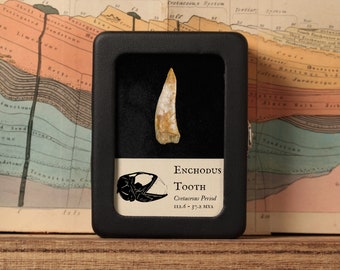 Enchodus Fish Teeth, Cretaceous Period, Real Fossil, 112.6 - 37.2 million years old