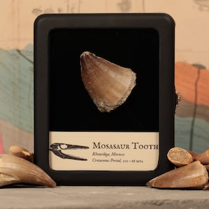 May include: A fossilized Mosasaur tooth from Khouribga, Morocco. The tooth is displayed in a black frame with a label that reads "Mosasaur Tooth, Khouribga, Morocco, Cretaceous Period, 66 - 67 MYA".