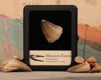 May include: A fossilized Mosasaur tooth from Khouribga, Morocco. The tooth is displayed in a black frame with a label that reads "Mosasaur Tooth, Khouribga, Morocco, Cretaceous Period, 66 - 67 MYA".