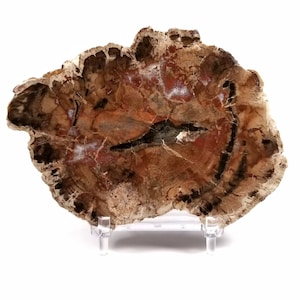Petrified Wood Slab, Real Fossil - Triassic Period - 252 to 201 MYA - Madagascar