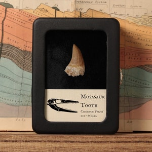 Véritable dent de mosasaure dans l'affichage, reptile du Crétacé, 112 à 93,5 millions d'années, véritable fossile