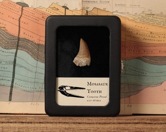 Real Mosasaur Tooth in Display, Cretaceous Reptile, 112 to 93.5 million years old, Real Fossil