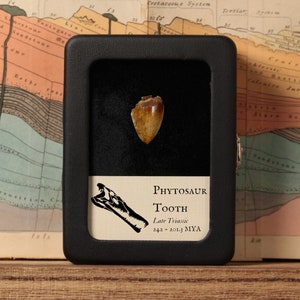 Phytosaur Tooth in Display, Real Fossil, Triassic Reptile, 242 to 201.3 million years old
