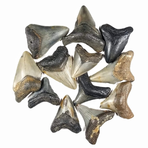 メガロドン 歯 化石 サウスカロライナ産 特大 最大 史上最大のサメ