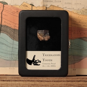May include: A black display case with a Triceratops tooth fossil inside. The case has a label that reads "Triceratops Tooth, Cretaceous Period, 68.0 - 66.0 MYA". A black and white silhouette of a Triceratops skull is on the label.