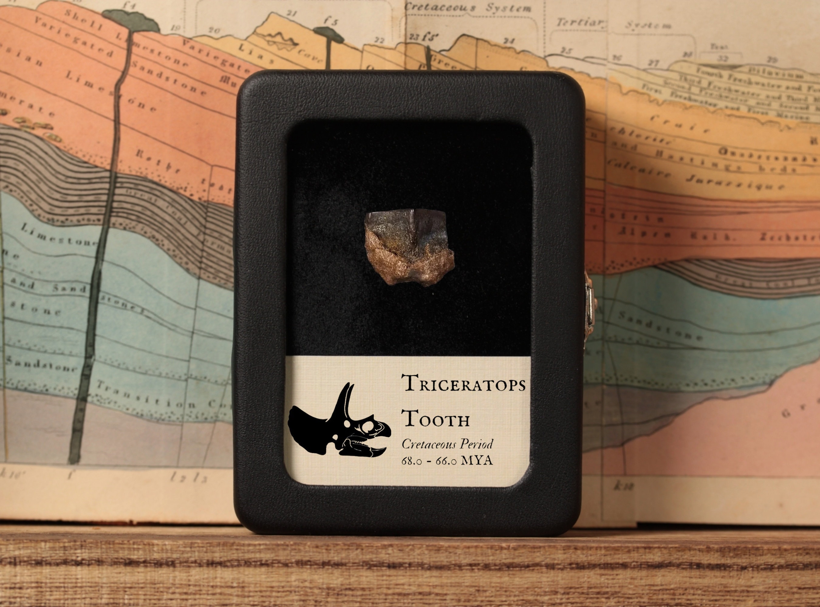 Triceratops Tooth - Cretaceous Period - 68.0 to 66.0 MYA - Wyoming, USA
