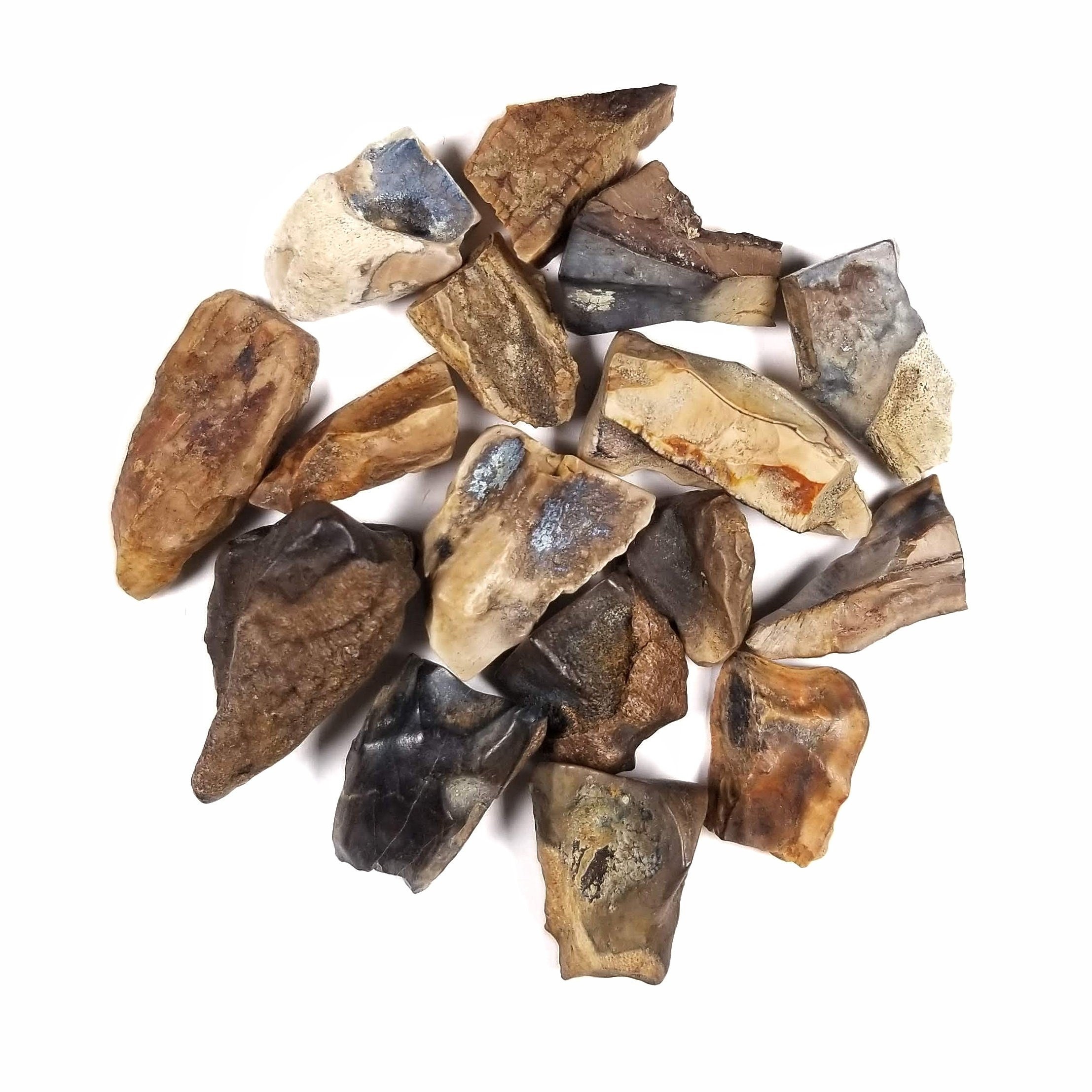 トリケラトプスの歯 - 白亜紀 - 6800万年前～6600万年前