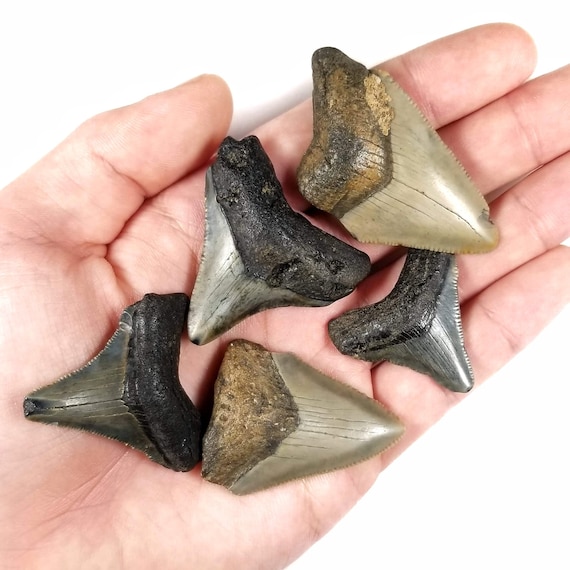 メガロドンの歯、実物化石、小型（ばらばら） - 中新世 - 2300万年前