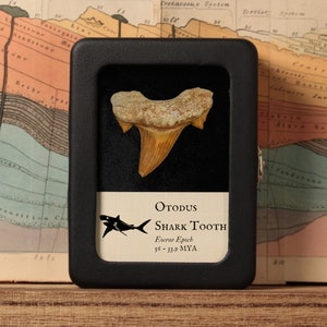 May include: A fossilised shark tooth in a black display case with a white label that reads "Otodus Shark Tooth Eocene Epoch 56 - 33.9 MYA".