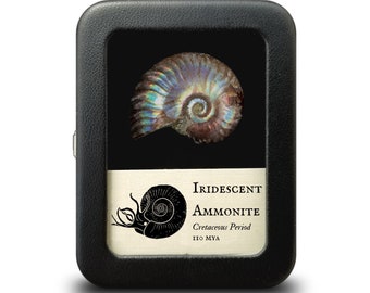 Iridescent Ammonite, Cretaceous Period, 100 million years ago