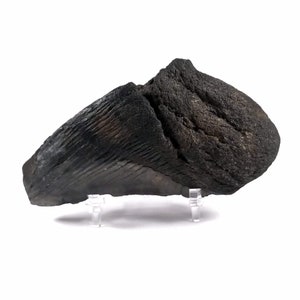 Megalodon Tooth, 50% Complete (3 to 4"), Real Fossil, Miocene Epoch, 23 to 3.6 million years old