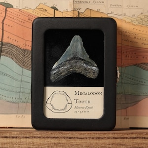 Fossilized Megalodon Tooth, Small (1 to 2") - Miocene Epoch - 23 to 3.6 MYA - South Carolina, USA