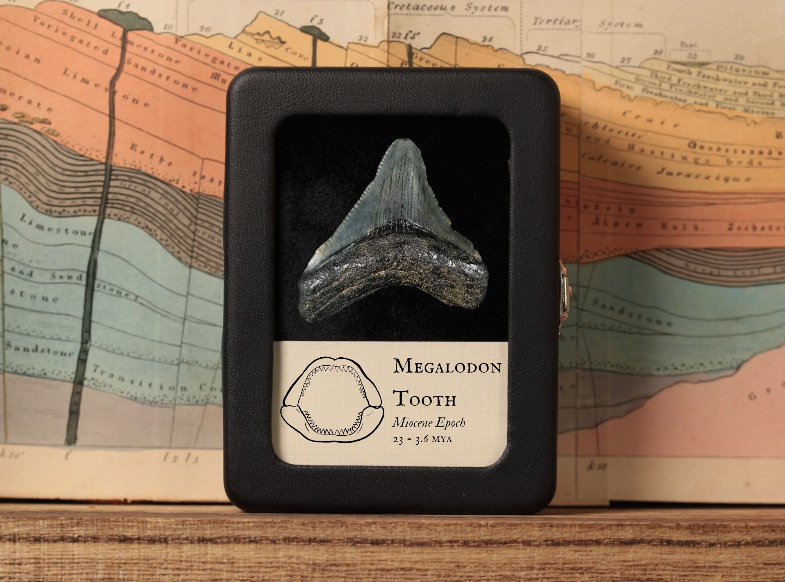 メガロドンの化石歯、小型（1～2インチ） - 中新世 - 2300万年前～360