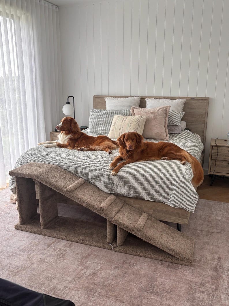Puede incluir: Dos perros marrones descansan sobre una cama con un edred&oacute;n estampado y cojines decorativos. Una rampa para mascotas alfombrada de color marr&oacute;n est&aacute; colocada frente a la cama. La habitaci&oacute;n tiene paredes blancas y una gran ventana con cortinas blancas.