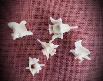 Rattlesnake Vertebrae