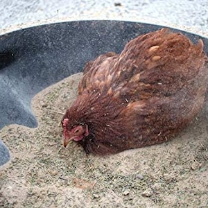 Chicken Dust Bath With Herbs (Bowl Not Included)