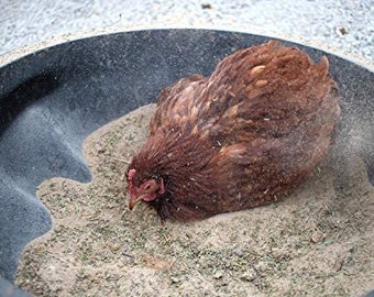 Chicken Dust Bath With Herbs (Bowl Not Included)