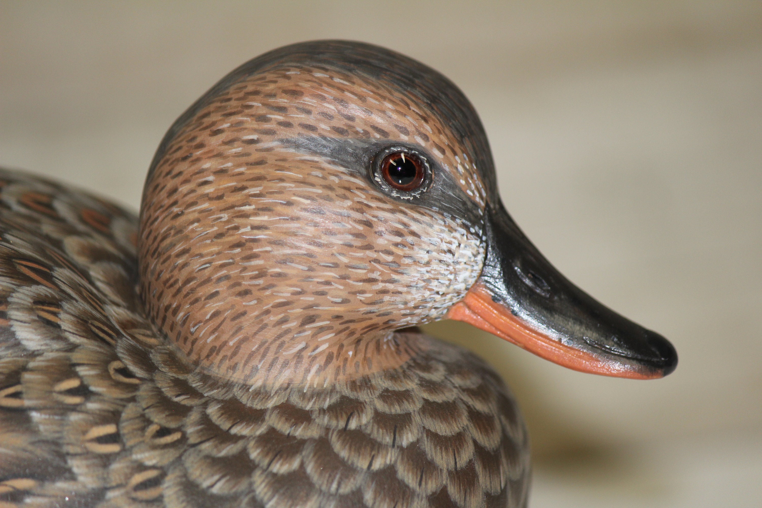 Hen Green Winged Teal