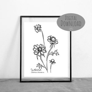 Scabiosa Floral Botanical Wildflower Line Art || DIGITAL DOWNLOAD || Printable