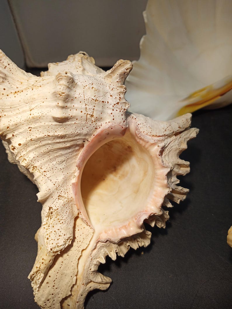 Seashell Decoration Bundle, Queen Conch, Murex, Welk, Bear Paw Clam - Etsy