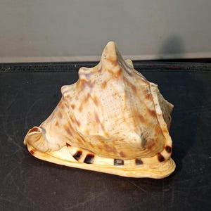 Puede incluir: Una gran concha natural con un patrón moteado crema y marrón. La concha tiene una espira prominente y una abertura amplia y texturizada. Se ven marcas de color marrón oscuro y negro a lo largo del borde de la concha. La concha está sobre una superficie oscura.