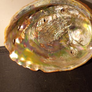Large Abalone Shell Natural Paua Rainbow Sea Green Blue Shell Beach 8” x 6.5&quot;